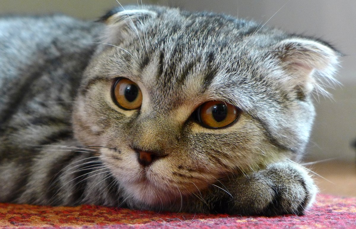 Eine Scottish Fold-Katze