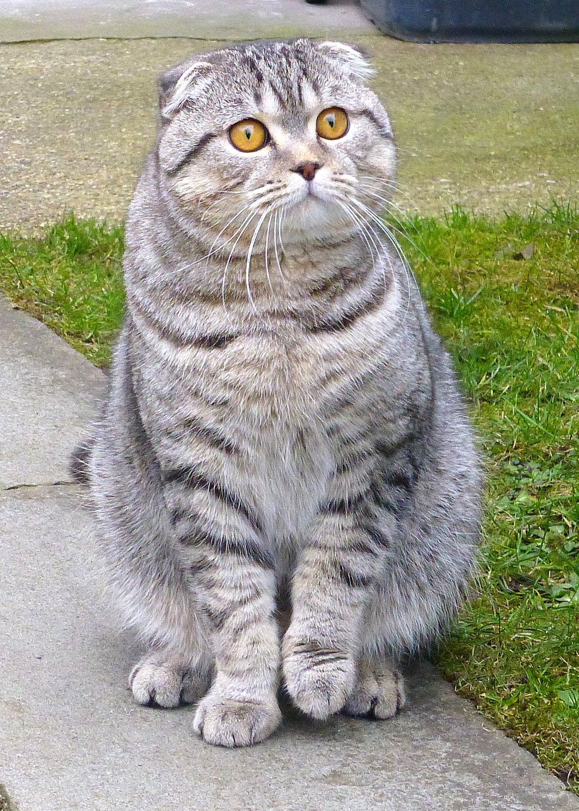 Eine Scottish Fold-Katze